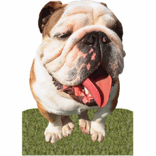 Bulldogge Freistehende Fotoskulptur