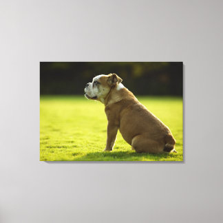 Bulldogge Leinwanddruck