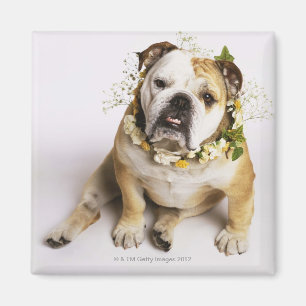 Bulldogge mit Blumenkragen Magnet