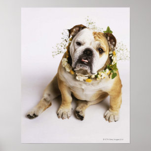 Bulldogge mit Blumenkragen Poster