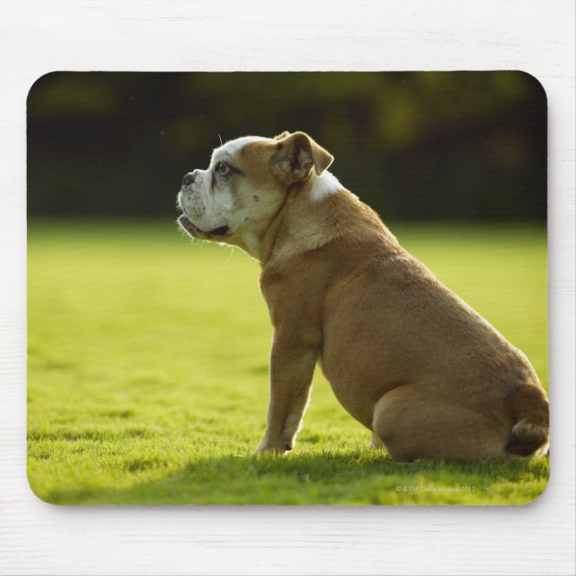 Bulldogge Mousepad (Vorne)