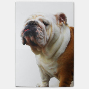 Bulldogge Post-it Klebezettel