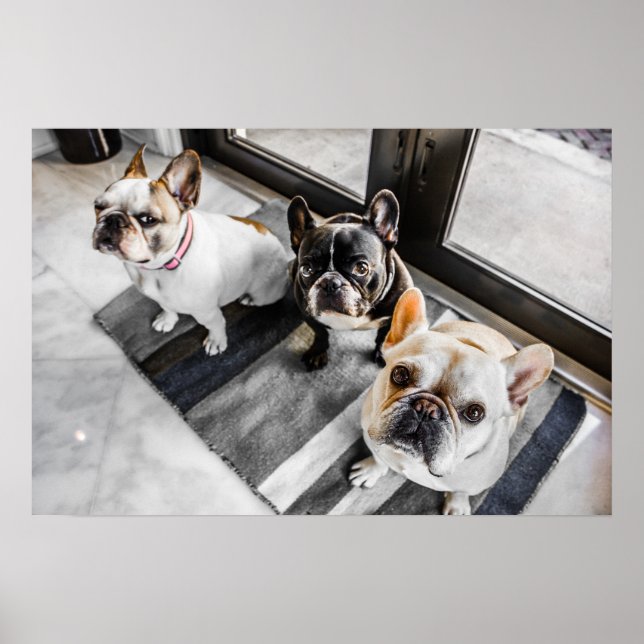 Bulldogge Poster (Vorne)