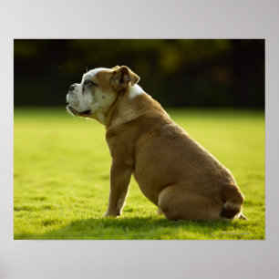 Bulldogge Poster