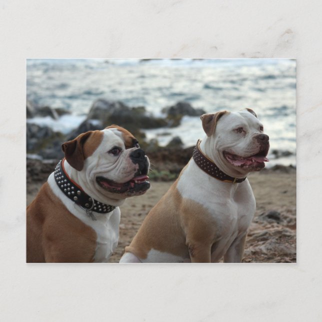 Bulldogge Postkarte (Vorderseite)