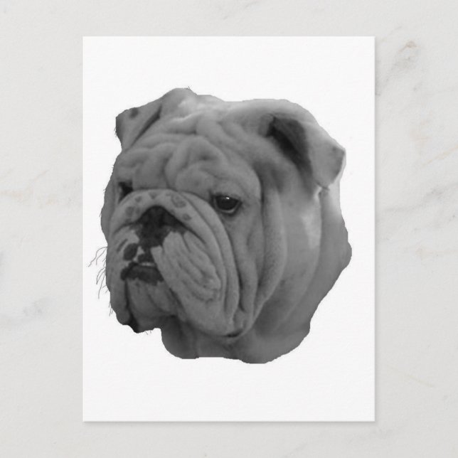 Bulldogge Postkarte (Vorderseite)