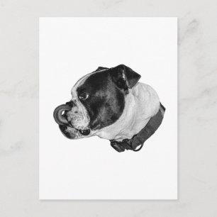 Bulldogge Ruhige Post Postkarte