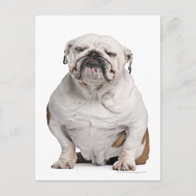 Bulldogge, sitzend postkarte (Vorderseite)