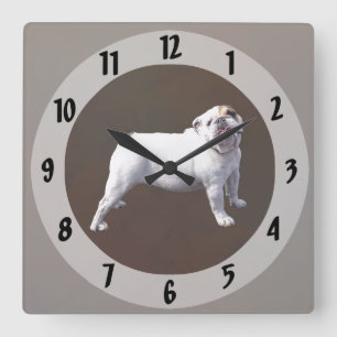 Bulldogge steht stolz quadratische wanduhr