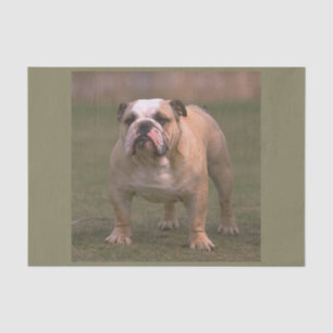 Bulldogge voll 2 seidenpapier