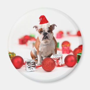 Bulldogge Weihnachtsschmuck Geschenkboxen Rote Wei Magnet