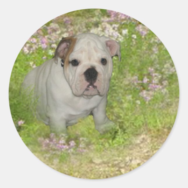 Bulldoggen-Aufkleber Runder Aufkleber (Vorderseite)