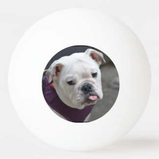 Bulldoggen-Hänselei Tischtennisball