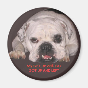Bulldoggen-Magnet Magnet