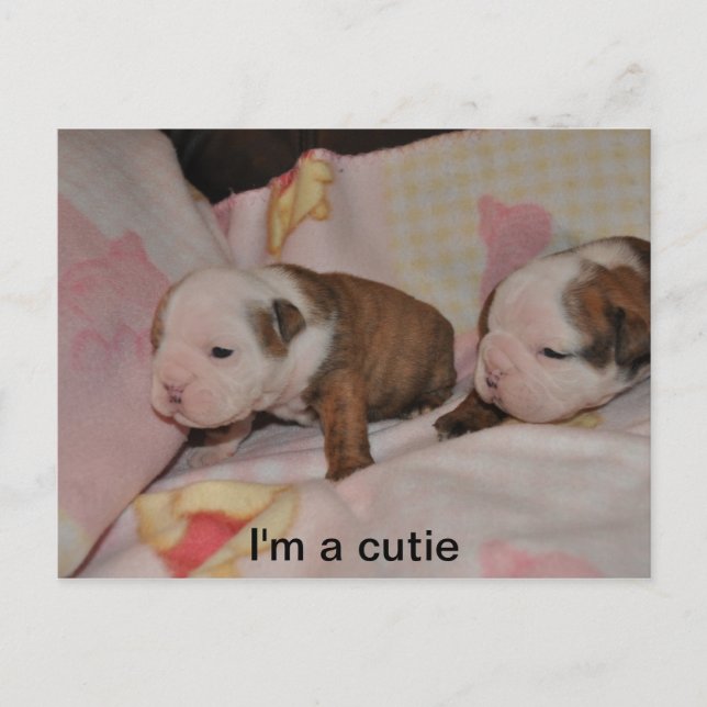 Bulldoggen Postkarte (Vorderseite)