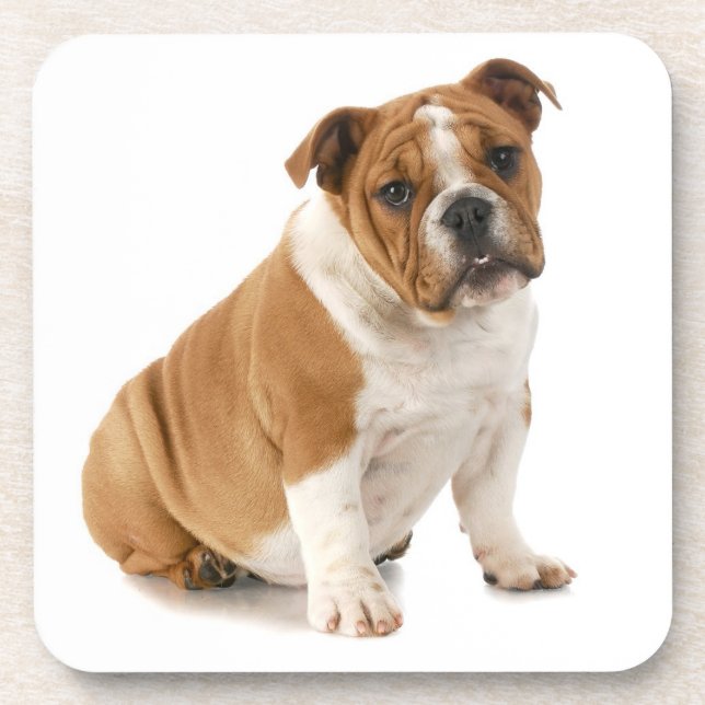 Bulldoggen-Untersetzer Untersetzer (Vorderseite)