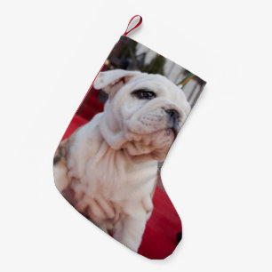 Bulldoggen-Welpe Kleiner Weihnachtsstrumpf
