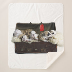 Bulldoggen Welpen im Koffer Niedlicher Bulldoggen Sherpadecke