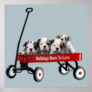 Bulldoggen Welpen in Wagenausdruck Poster