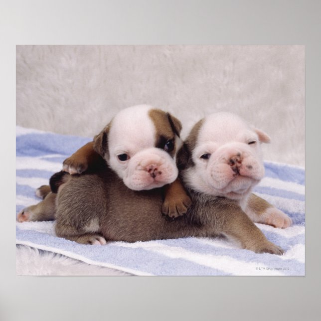 Bulldoggen Welpen Poster (Vorne)