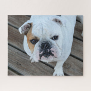 Bulldoggengesicht  puzzle