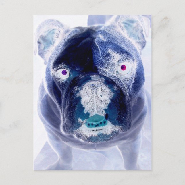 Bulldoggennegativ Postkarte (Vorderseite)