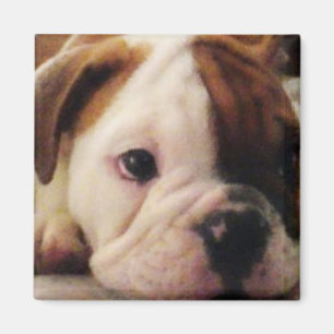Bulldoggenwelpe Magnet
