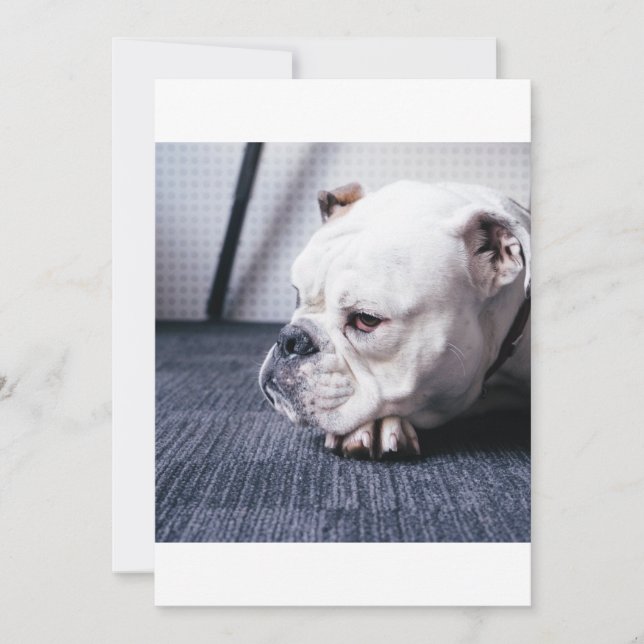 Bulldogin (Vorderseite)