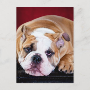 Bulldogin Postkarte