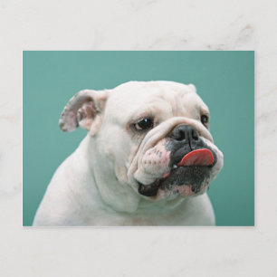 Bulldogkarren, Geschenke, Porto Postkarte