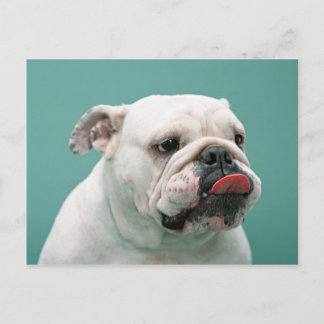 Bulldogkarren, Geschenke, Porto Postkarte