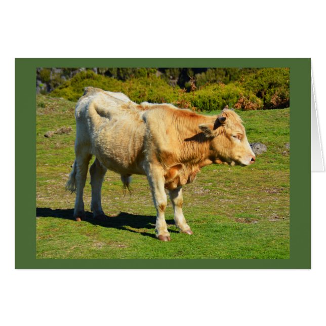Bulle auf Madeira-Tierkarte (Vorderseite (Horizontal))