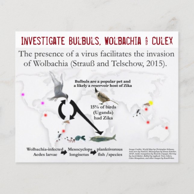 Bullen, Wolbachia & Culex (2-seitig) von RoseWrite Flyer (Vorne)