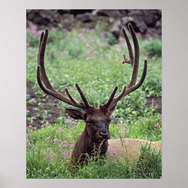 BullenElch auf Almwiese mit Antlern Poster (Vorne)