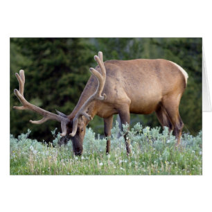 BullenElch mit Geweiden in Samt