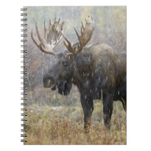 Bullenmuh im Schneesturm mit Aspen Notizblock