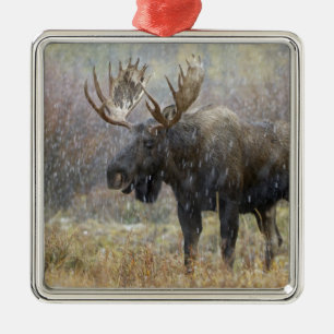 Bullenmuh im Schneesturm mit Aspen Ornament Aus Metall