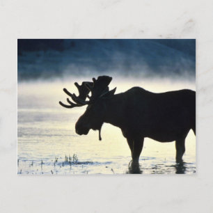 Bullenmuschel Postkarte