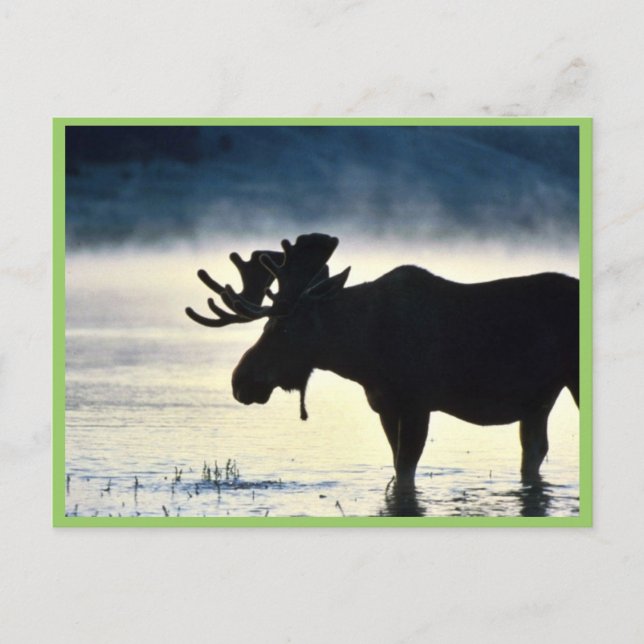 Bullenmuschel Postkarte (Vorderseite)