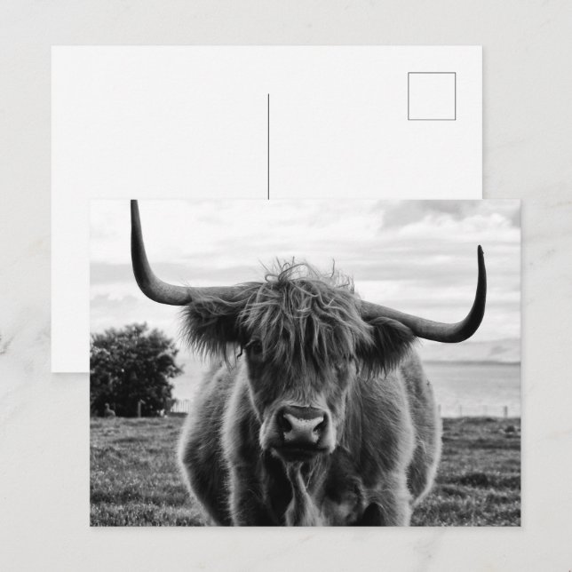 Bullenportrait Postkarte (Vorne/Hinten)