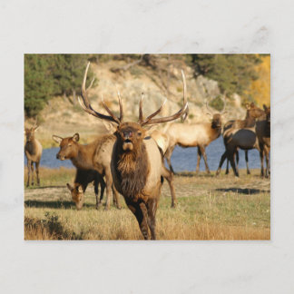 Bullenpugel Postkarte