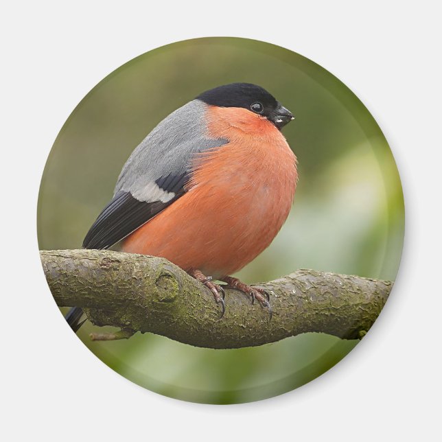 Bullfinch Magnet (Vorne)