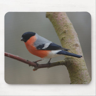 Bullfinch Mousepad
