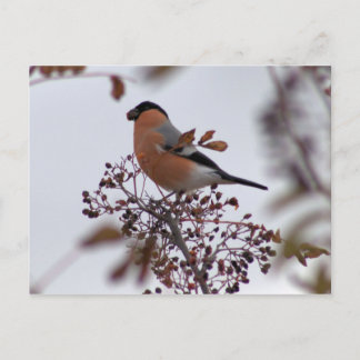 Bullfinch Postkarte