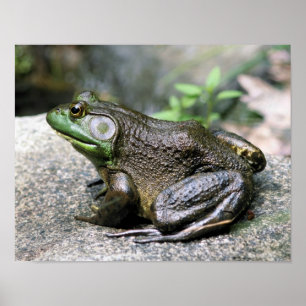 Bullfrog auf Felslandschaft Poster