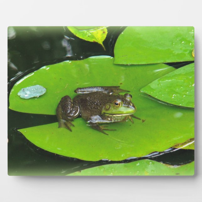 Bullfrog auf Lilypads Fotoplatte (Vorderseite)