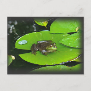 Bullfrog auf Lilypads Postkarte