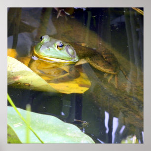 Bullfrog Baden Beauty Poster