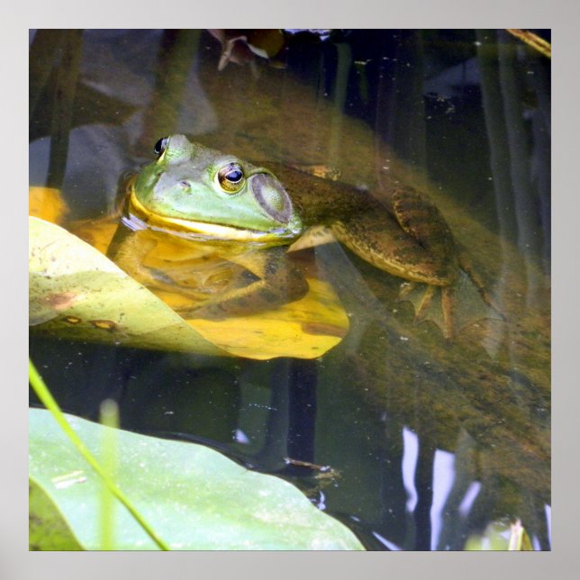 Bullfrog Baden Beauty Poster (Vorne)