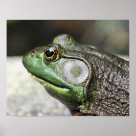 Bullfrog Gedanken Natur Poster
